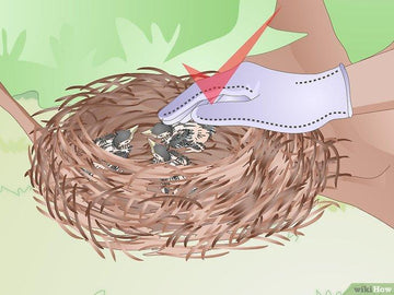 Cách cho chim non ăn và uống nước - Kallos Vietnam