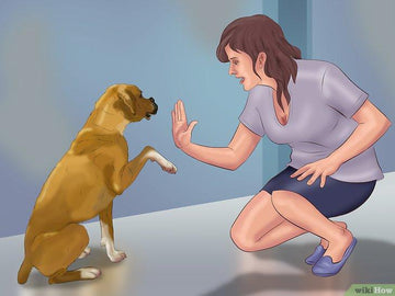 Cách dạy chó con nghe lời khi mới về nhà - Kallos Vietnam
