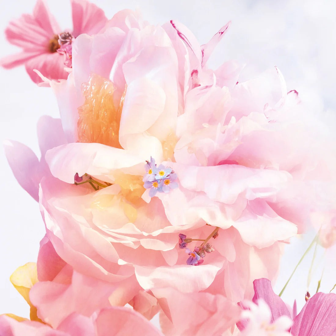 Nước Hoa Dior Miss Dior Blooming Bouquet Eau De Toilette - Kallos Vietnam