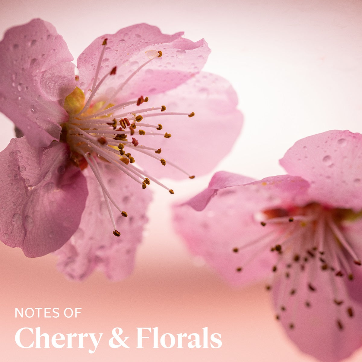 Bộ Quà Tặng L'OCCITANE Cherry Blossom Hand Cream & Magic Key