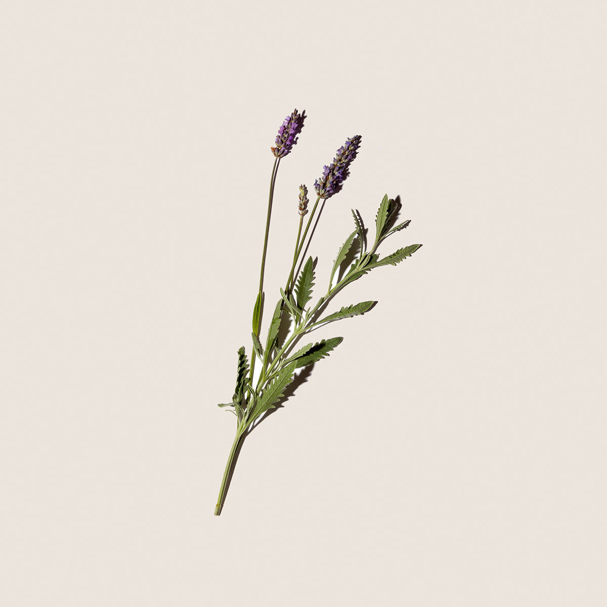 Dầu Dưỡng Thể ALQVIMIA Lavender Body Oil #150 mL