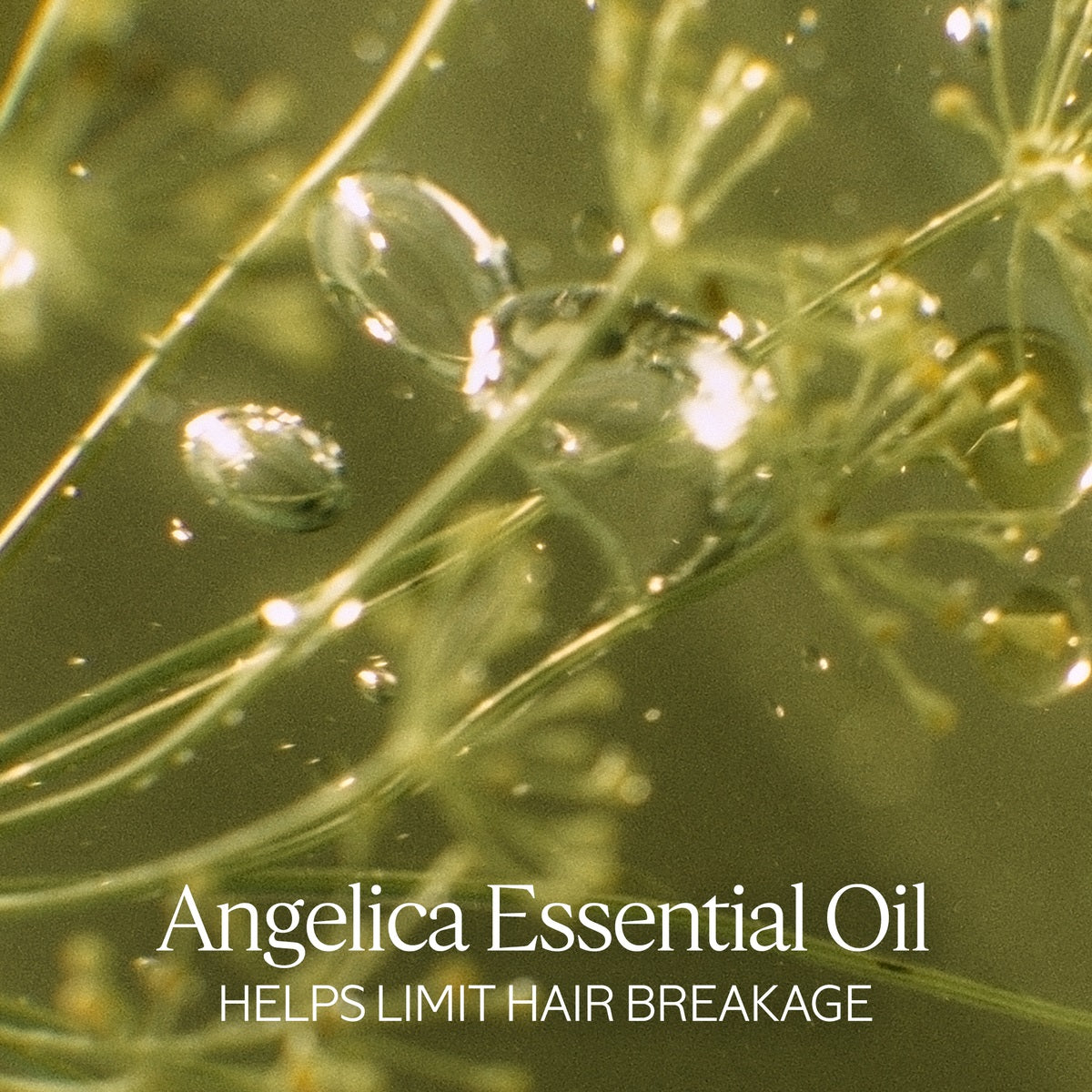 Dầu Dưỡng Tóc L'OCCITANE Intensive Repair Sublimating Oil