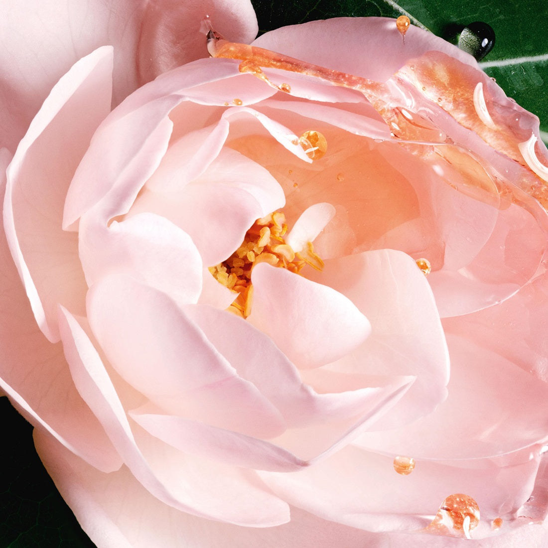 Nước Hoa Dior Dioriviera Eau de Parfum - Kallos Vietnam