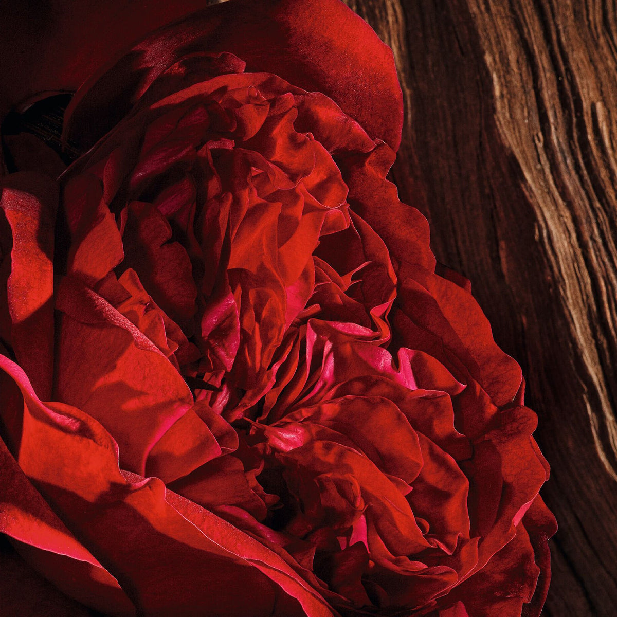 Nước Hoa Dior Oud Ispahan Eau de Parfum - Kallos Vietnam