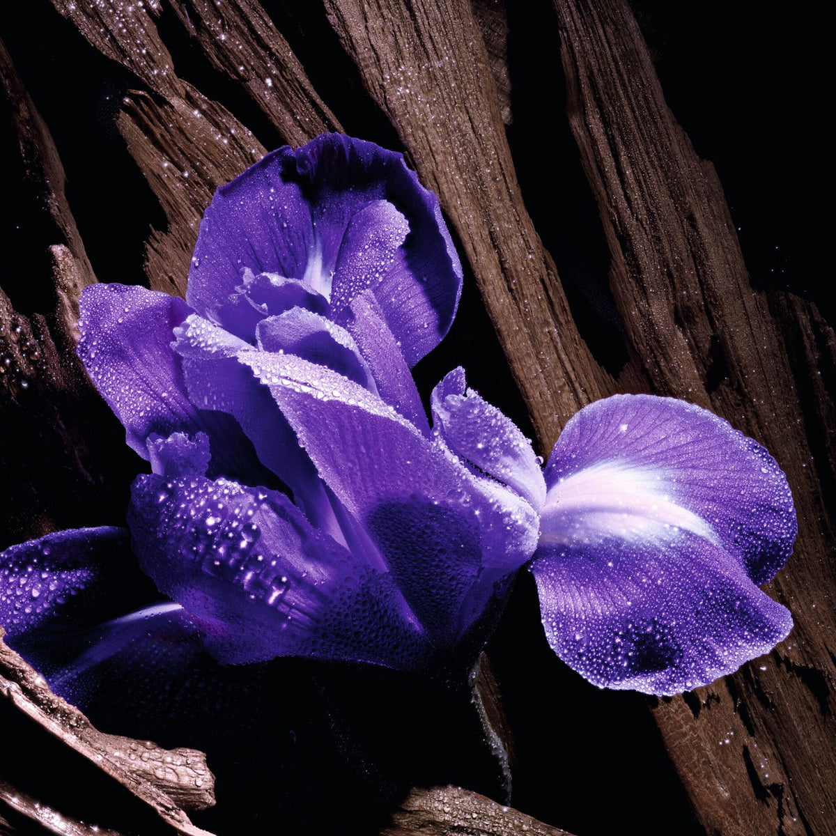 Nước Hoa Dior Purple Oud Eau de Parfum - Kallos Vietnam