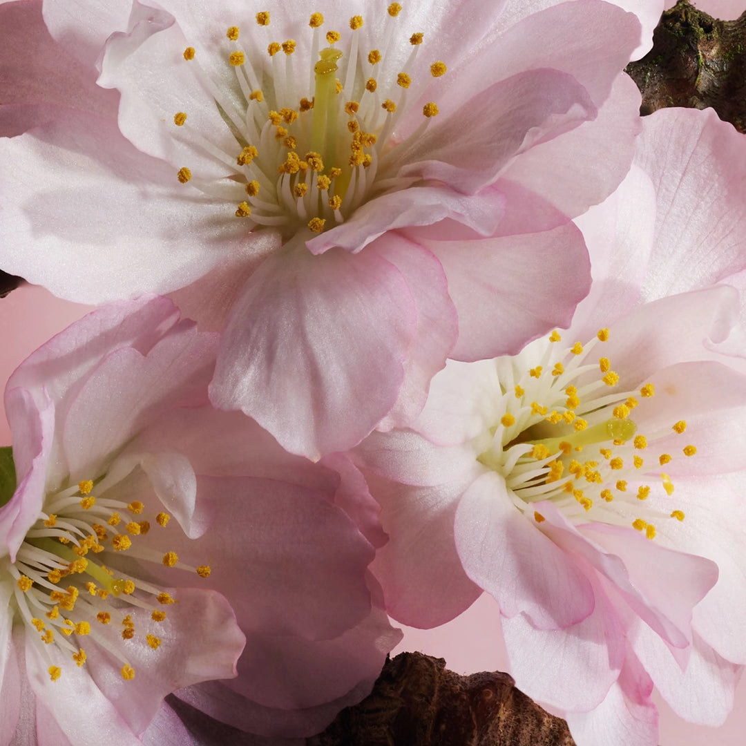 Nước Hoa Dior Sakura Eau de Parfum - Kallos Vietnam