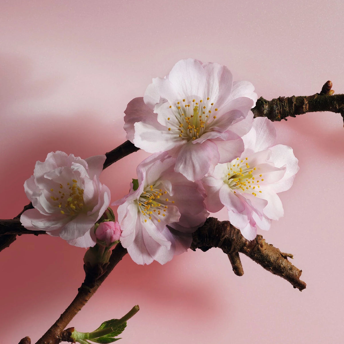 Nước Hoa Dior Sakura Eau de Parfum - Kallos Vietnam