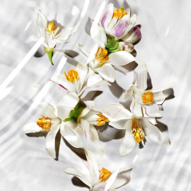 Nước Hoa YSL Libre L'eau Nue Parfum De Peau