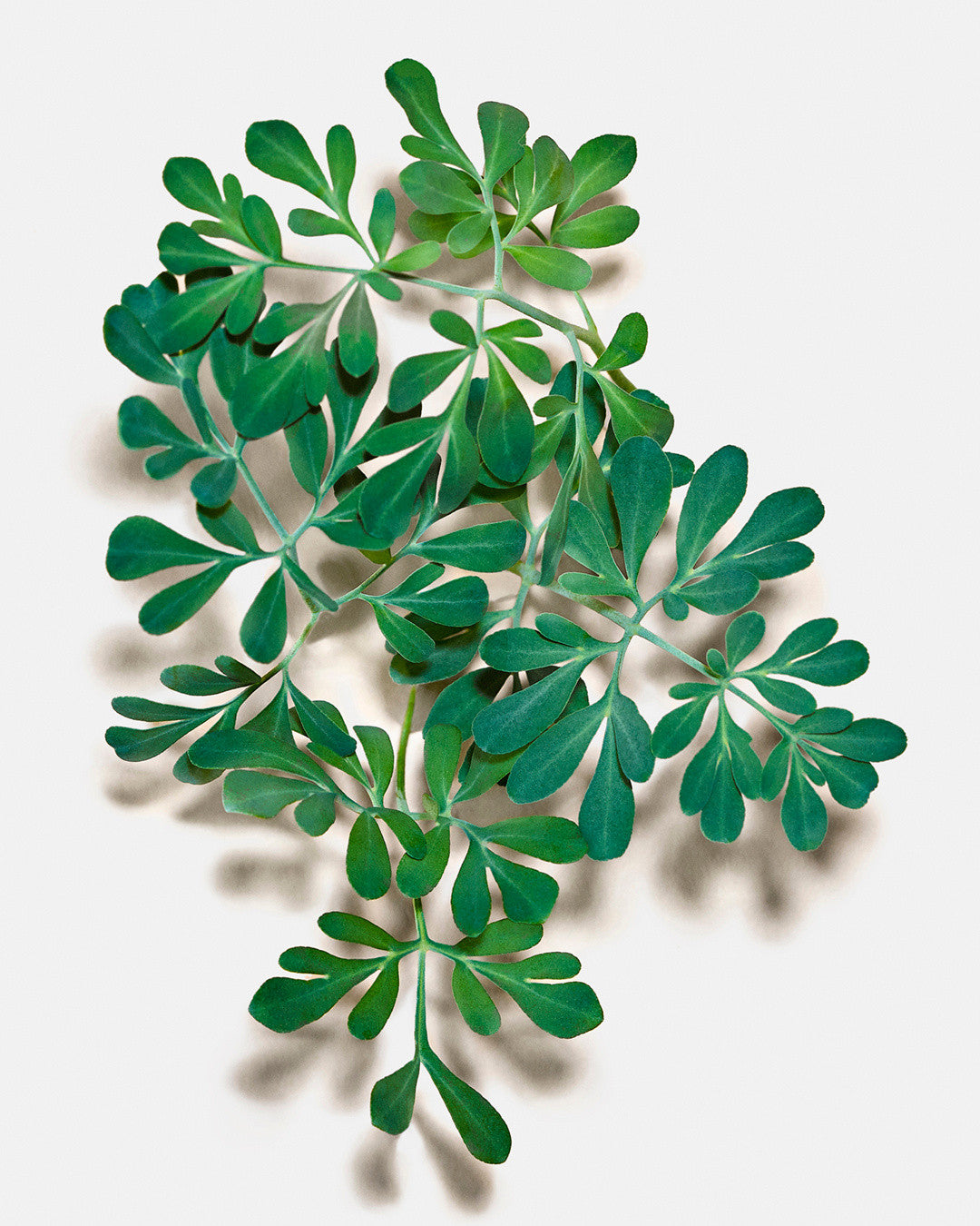 Son Dolce & Gabbana Mint Oil Lip Plumper