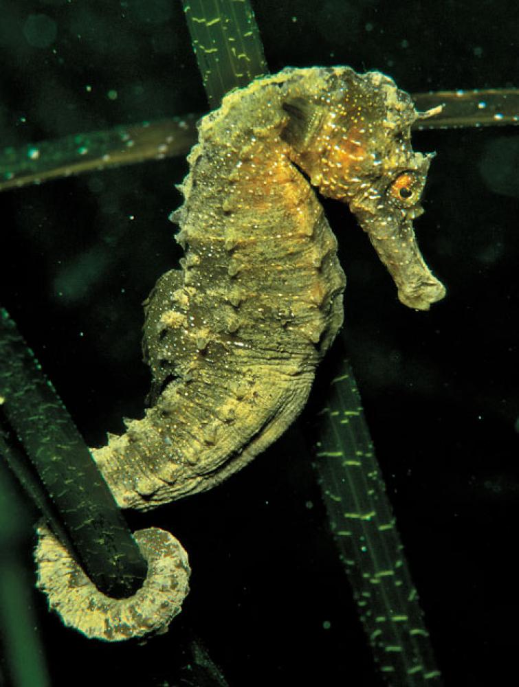 Tạp Chí American Scientist (USA) Magazine #September / October 2025