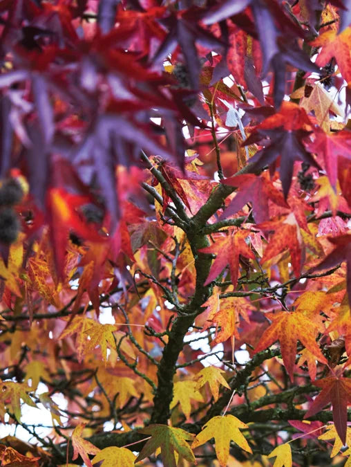 Tạp Chí Country Living (UK) Magazine #October 2025