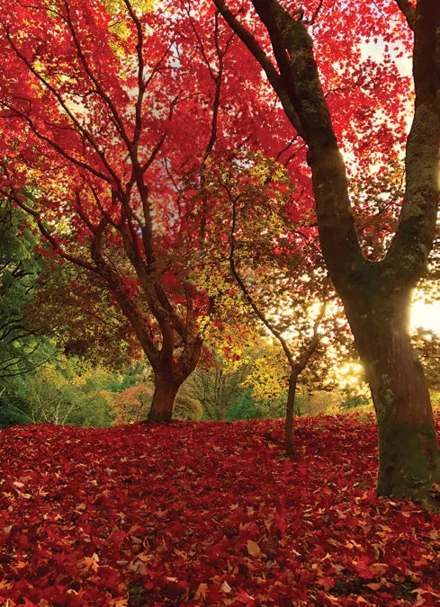 Tạp Chí Country Living (UK) Magazine #October 2025