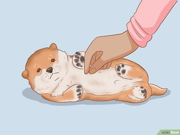 Cách chọn mua chó Shiba Inu đẹp và thông minh - Kallos Vietnam