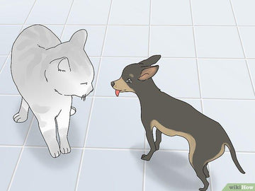Cách để chó mèo thân nhau và hoà thuận - Kallos Vietnam