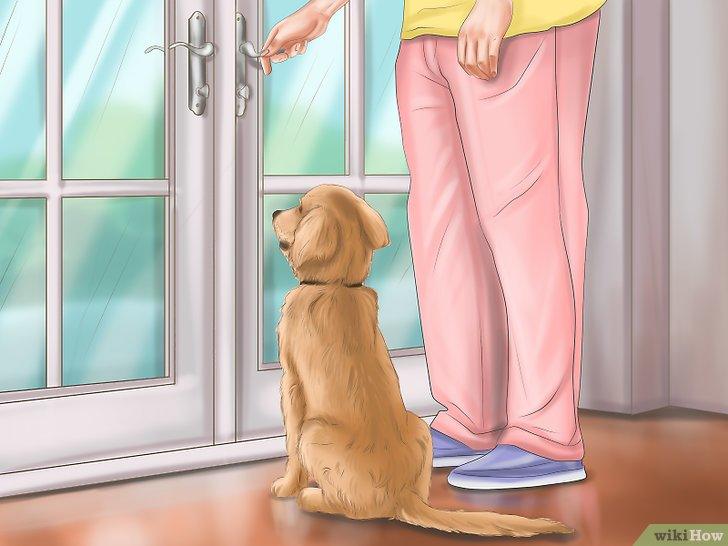 Cách huấn luyện chó biết chờ chủ tại cửa - Kallos Vietnam