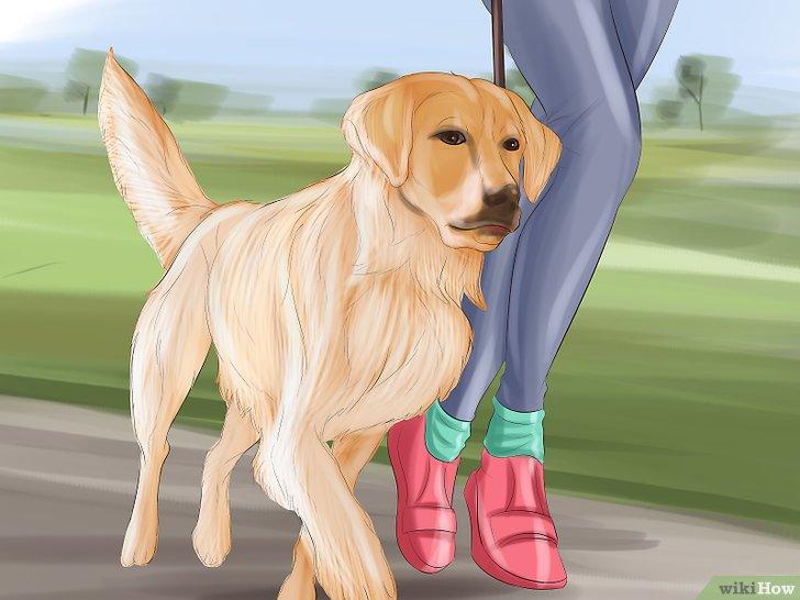 Cách huấn luyện chó đi theo chủ khi ra ngoài đường - Kallos Vietnam