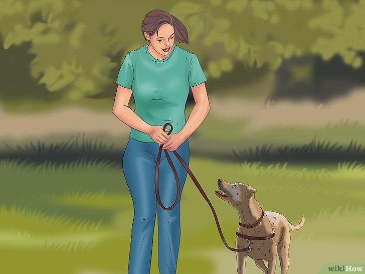 Cách huấn luyện chó đi theo chủ theo mệnh lệnh - Kallos Vietnam