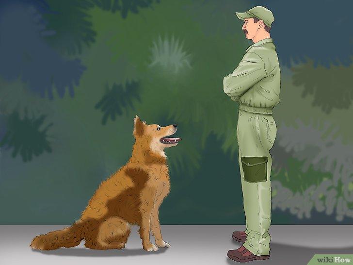 Cách huấn luyện chó ngồi xuống theo mệnh lệnh - Kallos Vietnam