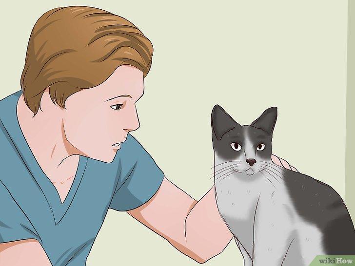 Cách khử mùi nước tiểu mèo trong nhà - Kallos Vietnam