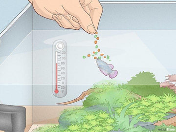 Cách nuôi cá Betta không chết và lên màu đẹp - Kallos Vietnam