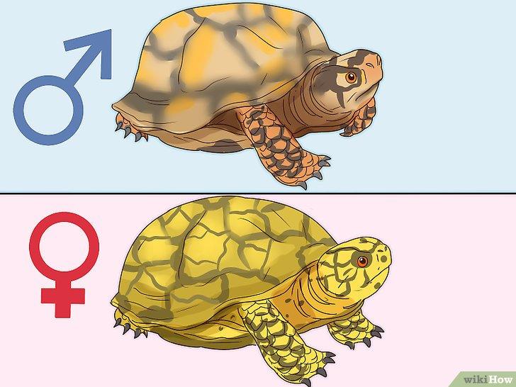 Cách phân biệt Rùa đực và Rùa cái chính xác - Kallos Vietnam