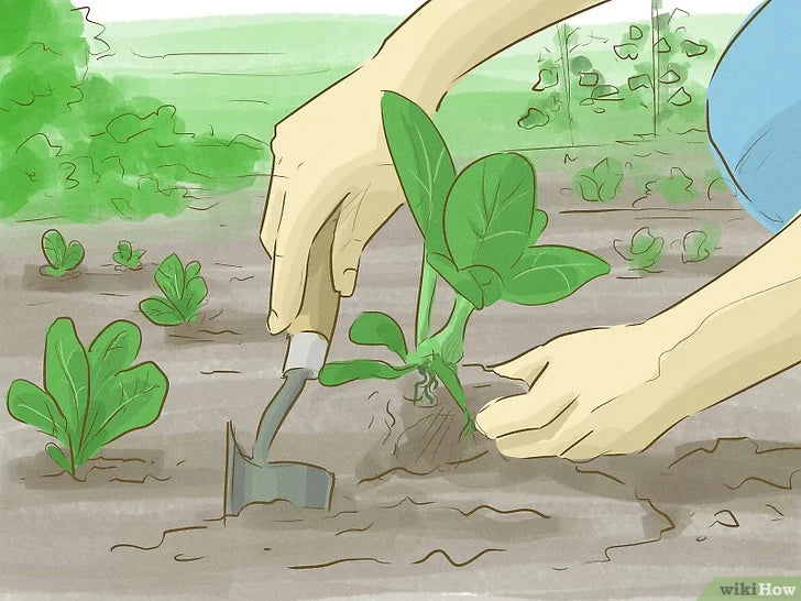Cách trồng cây xanh bảo vệ môi trường - Kallos Vietnam