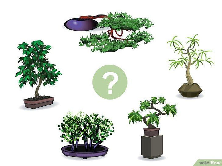 Cách trồng và chăm sóc cây Bonsai mini