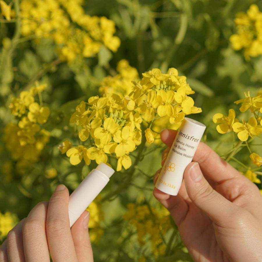 Son Innisfree Canola Honey Lip Balm - Kallos Vietnam