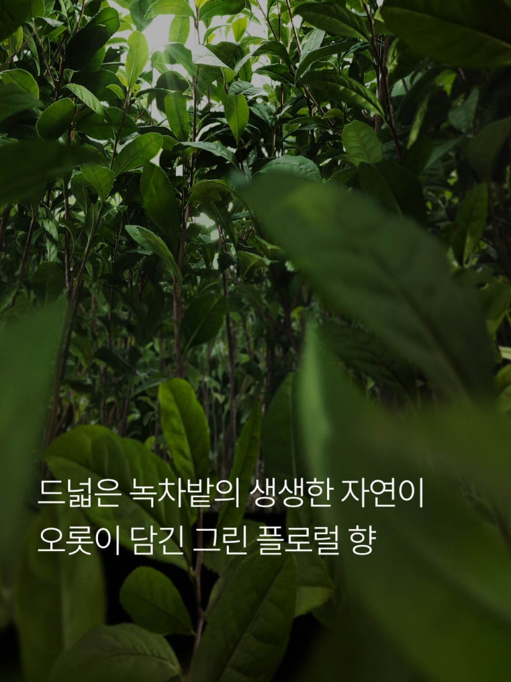 Tinh Dầu Thơm Phòng Innisfree Isle Number Fragrance Oil - Kallos Vietnam