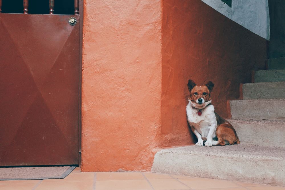 Pets_Animals_7d6687d5-4e43-498c-b139-5474c812cf0f-Kallos