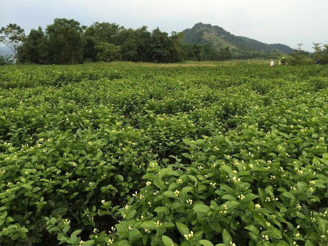 Trà The Tao Of Tea Jasmine Pearls Green Tea - Kallos Vietnam