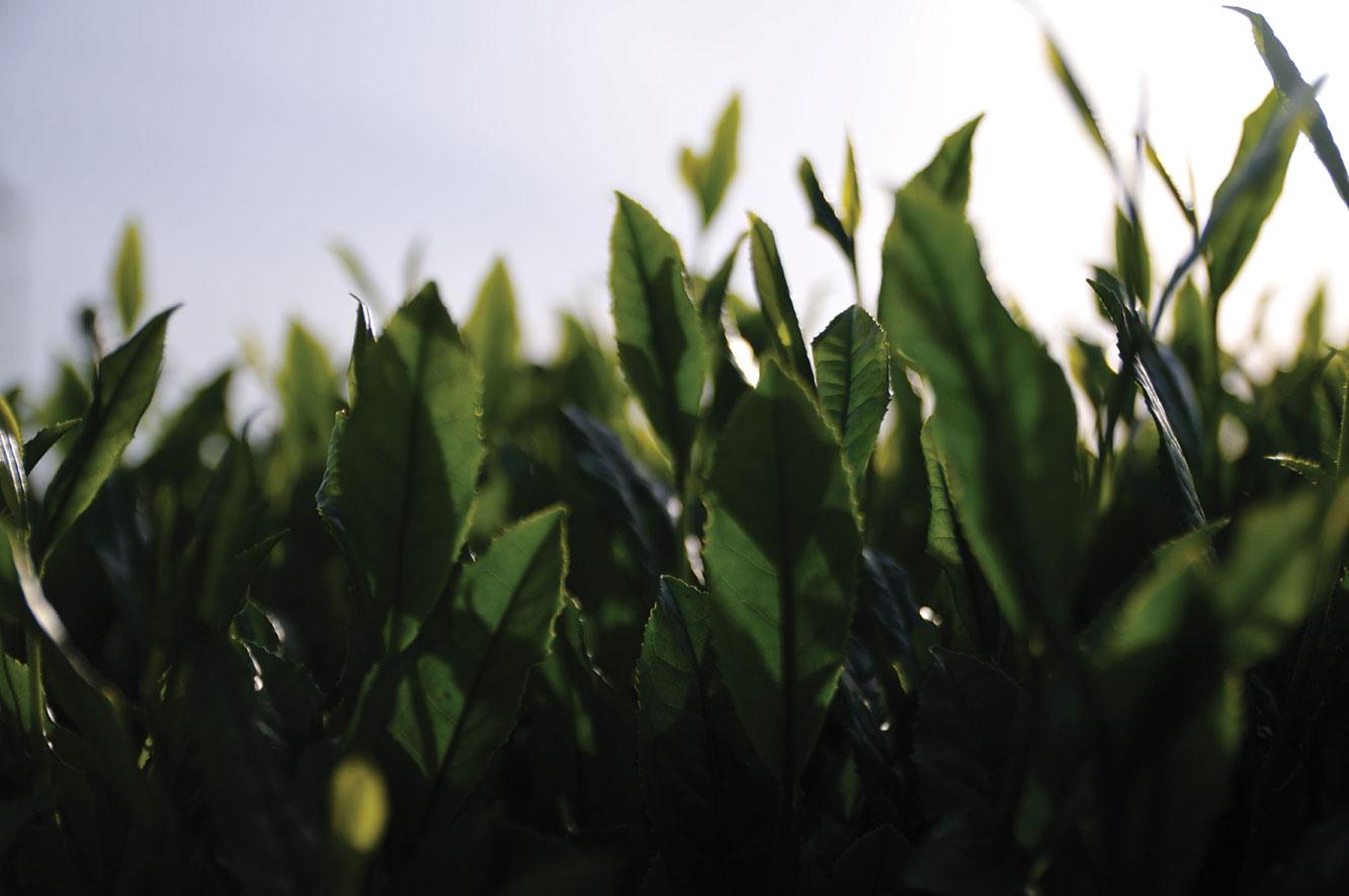 Trà The Tao Of Tea Jasmine Pearls Green Tea - Kallos Vietnam