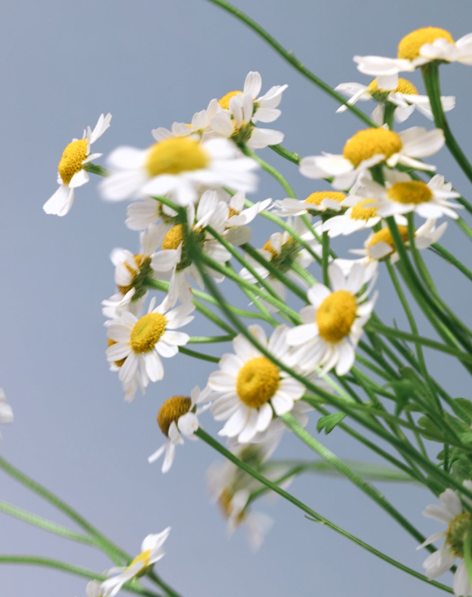 Bộ Quà Tặng Trà OSULLOC Tea Edition Herb Garden Set 6 Types