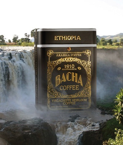 Cà Phê Bacha Yirgacheffe Heirloom Coffee Whole Beans Nomad Collection