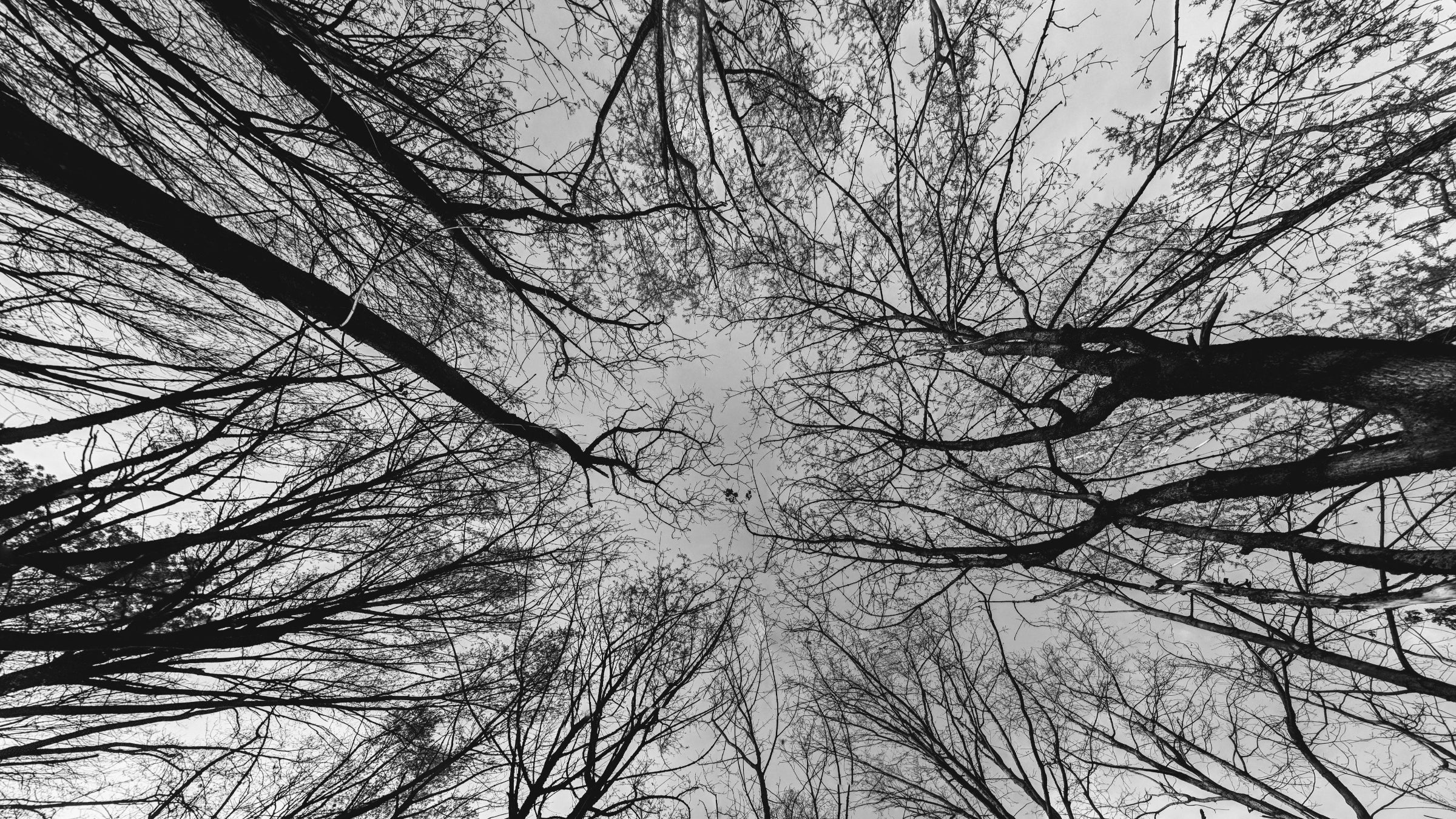 dark-branches-against-a-grey-sky