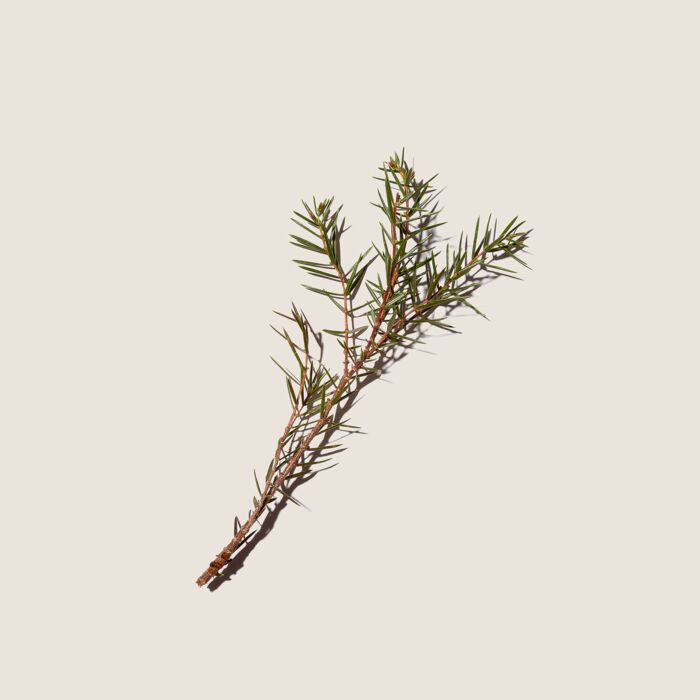 Dầu Dưỡng ALQVIMIA Camomille, Rosemary & Juniper Body Oil #150 mL