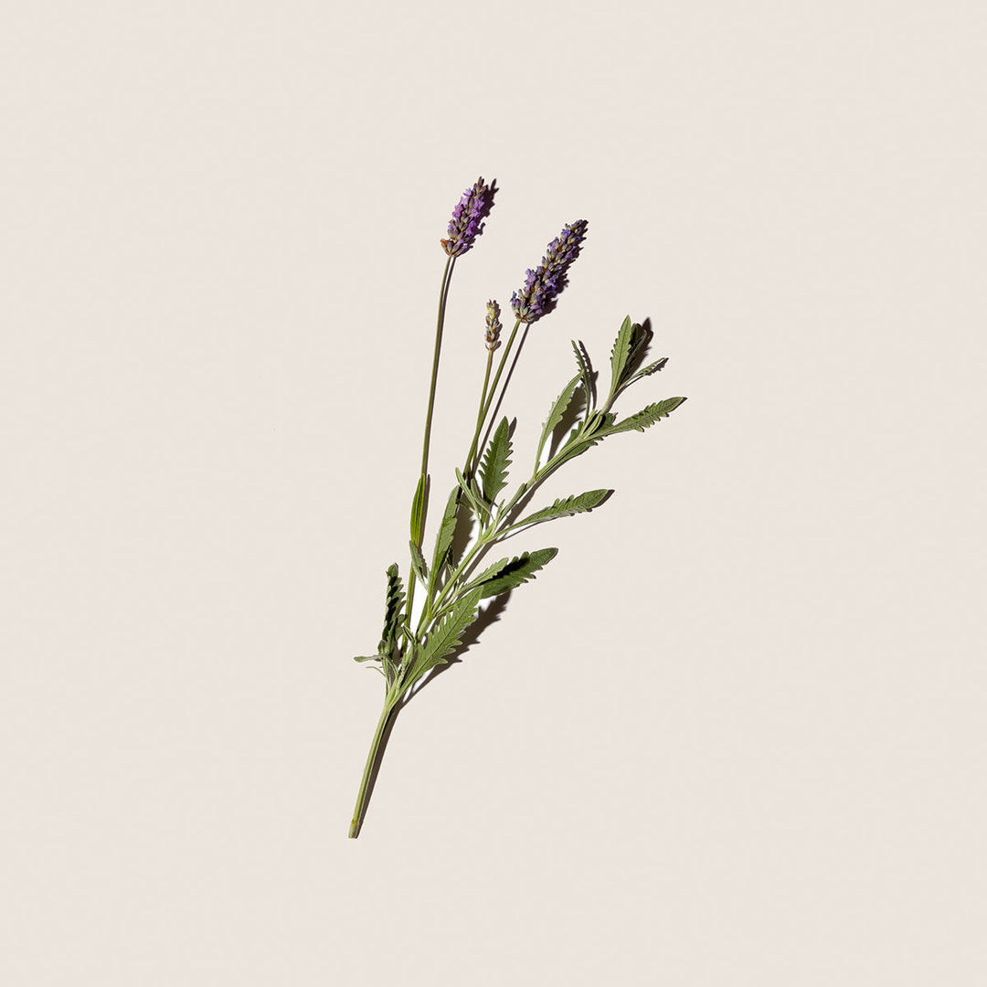 Dầu Dưỡng Thể ALQVIMIA Lavender Body Oil #150 mL