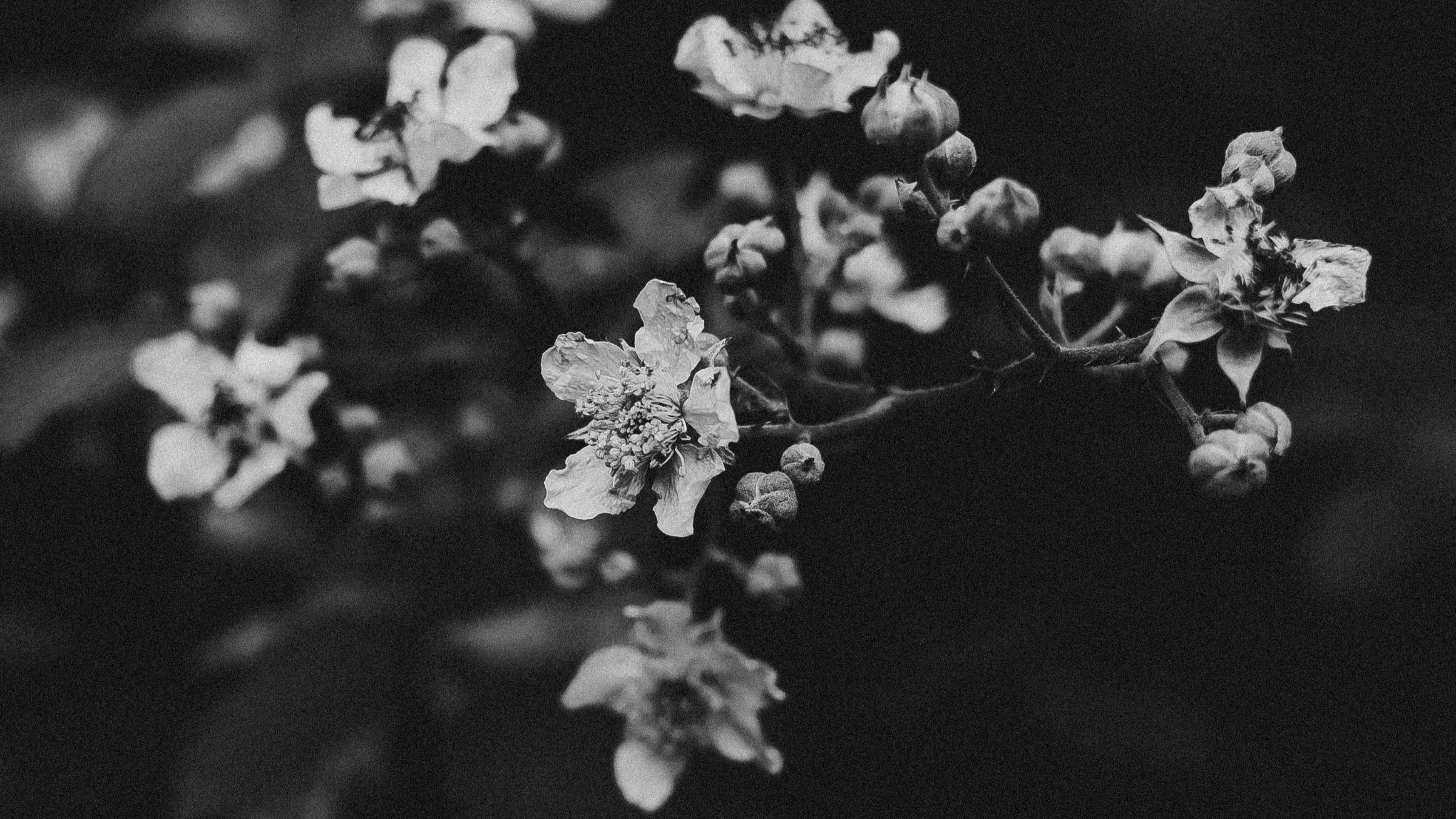 flowers-on-a-tree-branch
