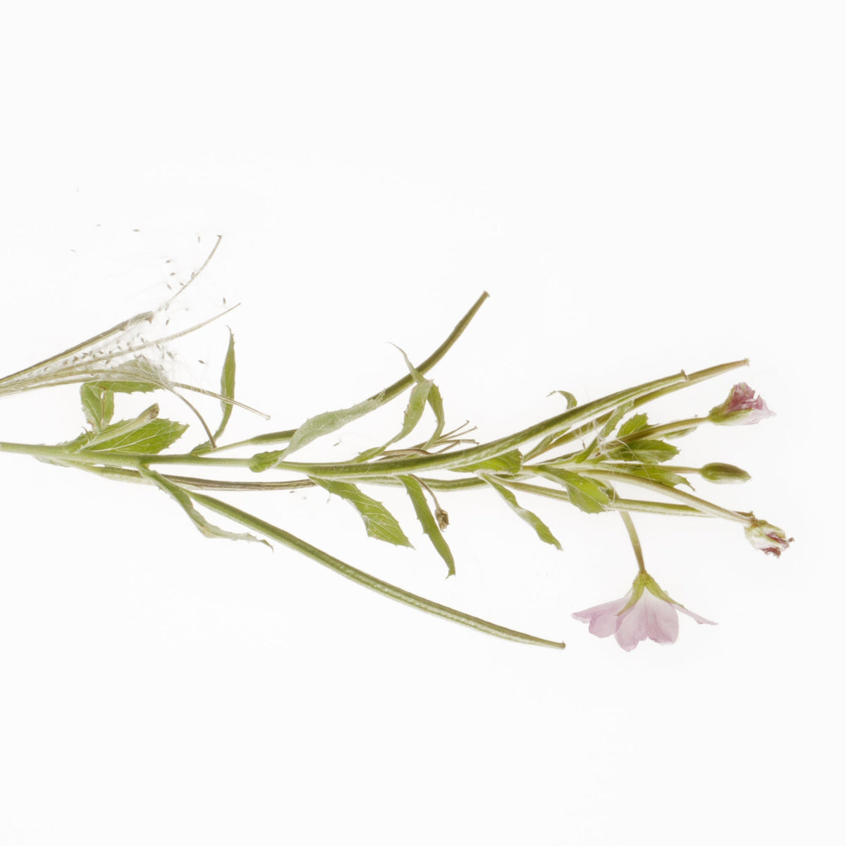 Gel Rửa Mặt Susanne Kaufmann Purifying Cleansing Gel
