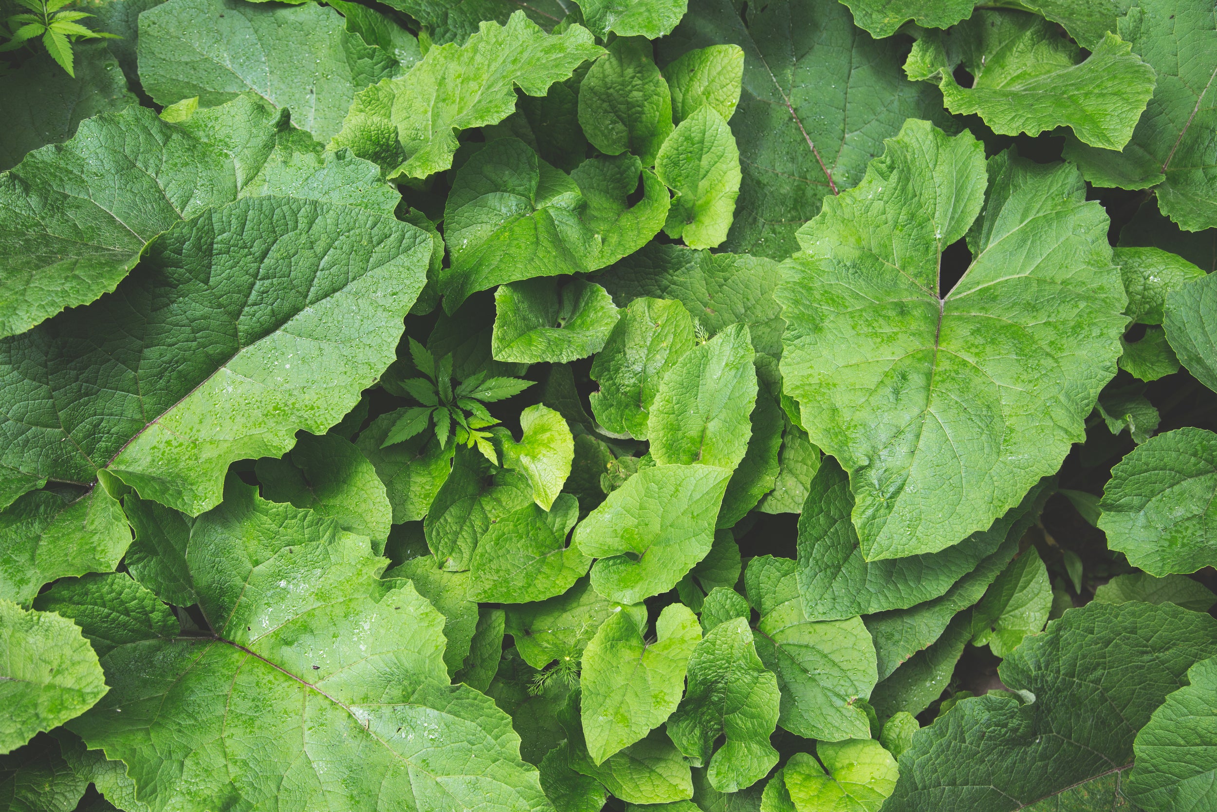 green-plants-background-Kallos