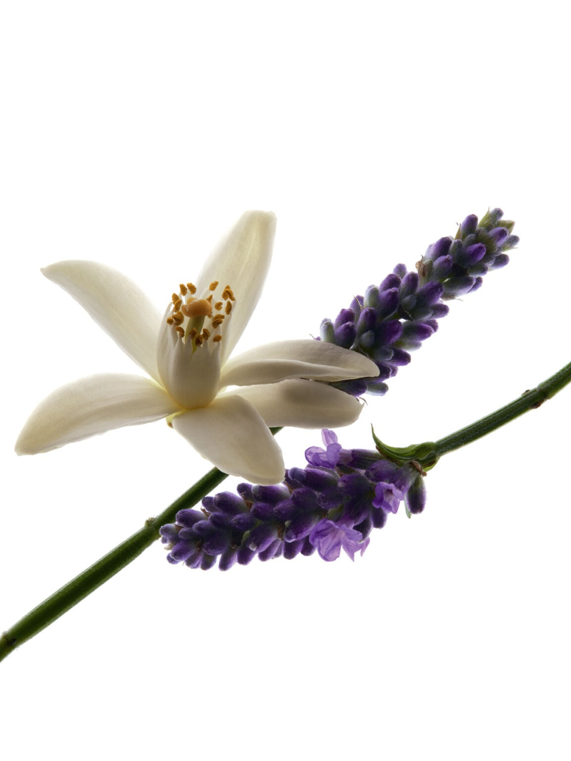 Kem Dưỡng Tay YSL Libre Hand Cream-Kallos
