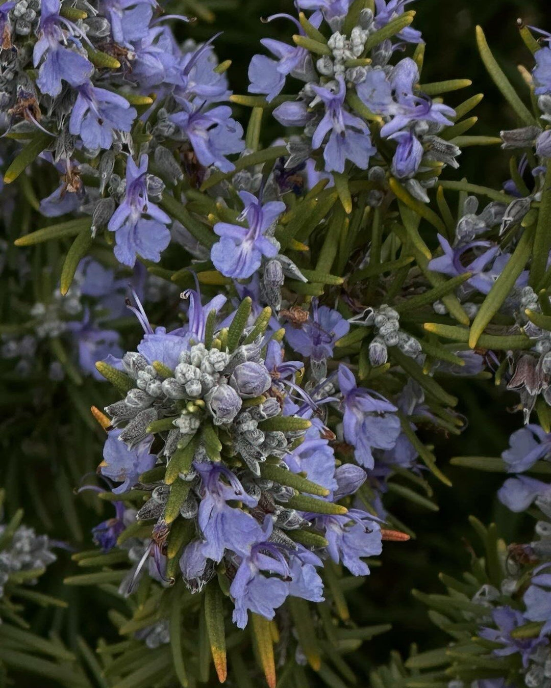 Nước Dưỡng Thể ALQVIMIA Queen Of Hungary Water