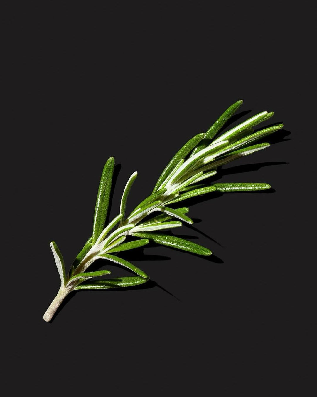 Nước Dưỡng Thể ALQVIMIA Queen Of Hungary Water