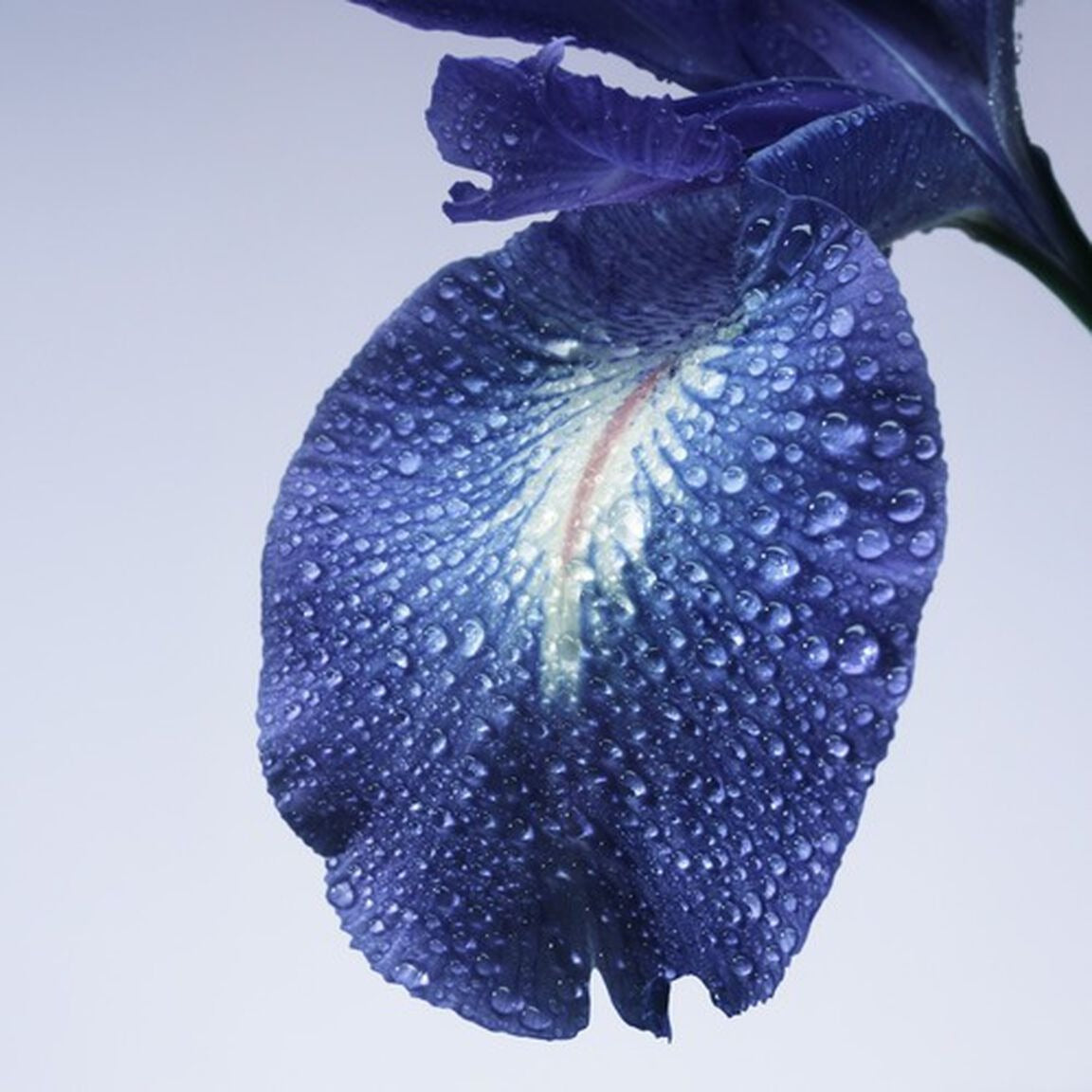 Nước Hoa ARMANI Iris Bleu Eau De Toilette-Kallos
