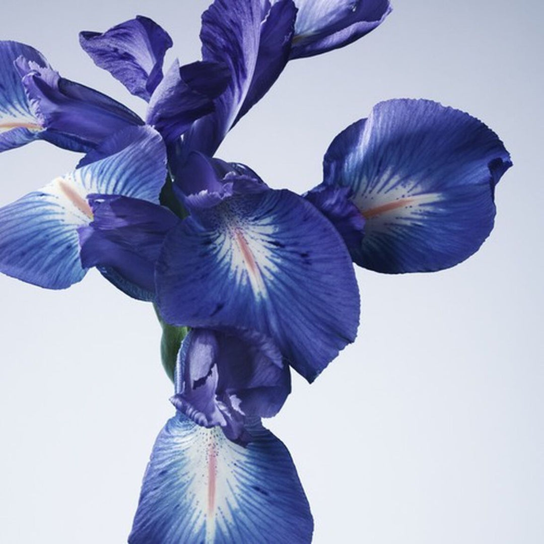 Nước Hoa ARMANI Iris Bleu Eau De Toilette