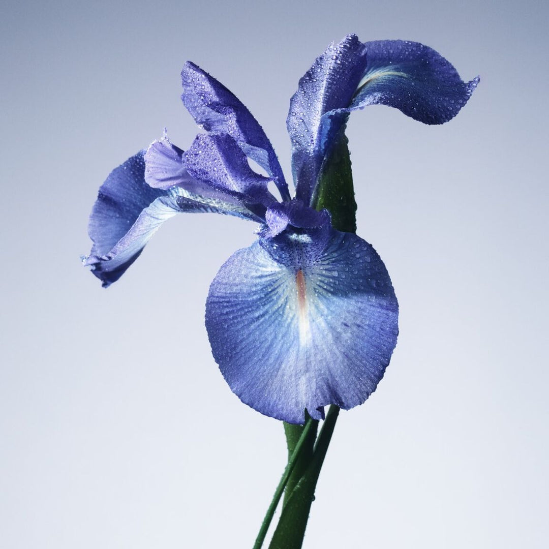 Nước Hoa ARMANI Iris Bleu Eau De Toilette