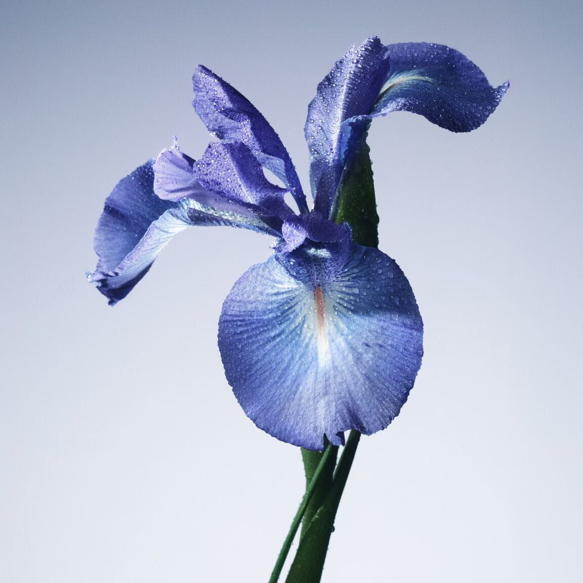 Nước Hoa ARMANI Iris Bleu Eau De Toilette