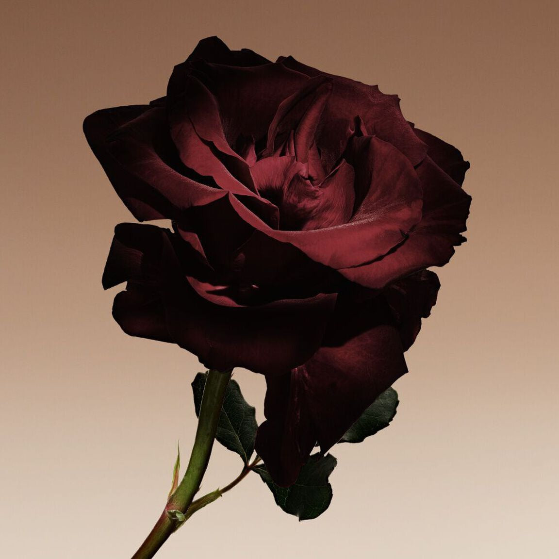 Nước Hoa ARMANI Privé Cuir Nu Eau de Parfum