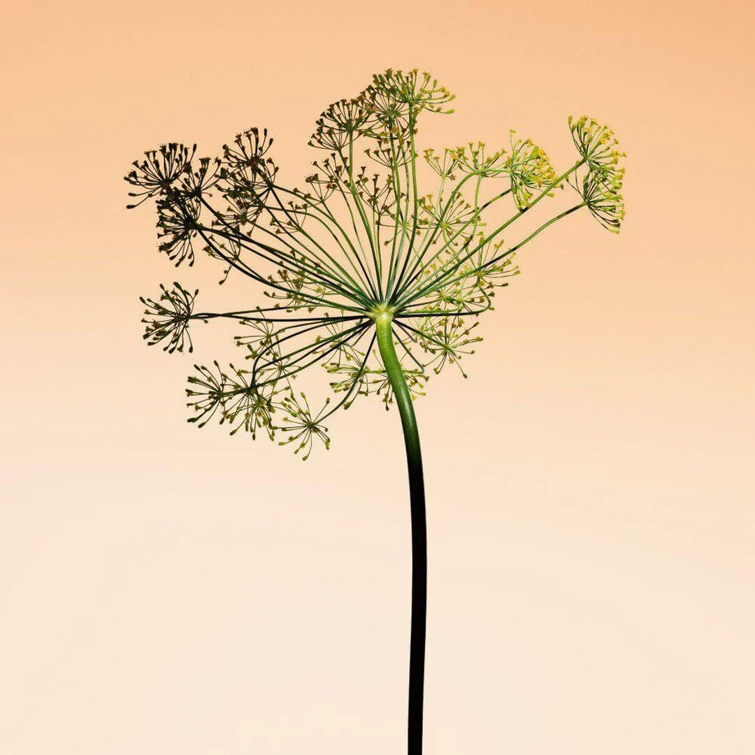 Nước Hoa ARMANI Privé Orange Méditerranée Eau De Toilette