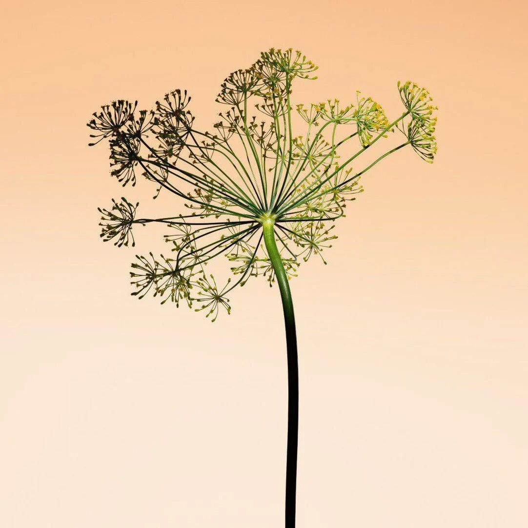 Nước Hoa ARMANI Privé Orange Méditerranée Eau De Toilette